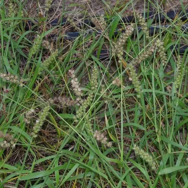 thumbnail for publication: Weeds as Indicators of Soil Conditions in Lawns and Landscapes